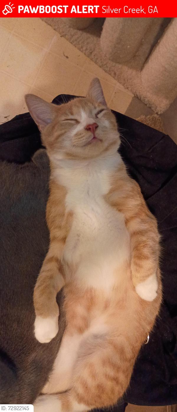 Lost Male Cat last seen Wax road, Silver Creek, GA 30173