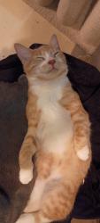 Lost Male Cat last seen Wax road, Silver Creek, GA 30173