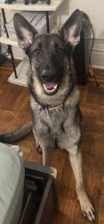Reunited Male Dog last seen Near train moshulu parkway , The Bronx, NY 10467