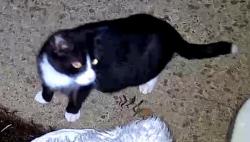Found/Stray Unknown Cat last seen Cottman st, Philadelphia, PA 19111