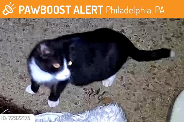 Found/Stray Unknown Cat last seen Cottman st, Philadelphia, PA 19111