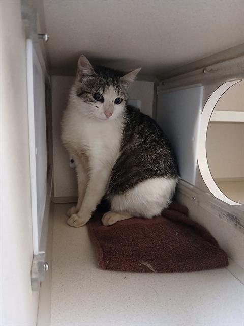 Shelter Stray Female Cat last seen Near BLOCK N FEDERAL BLVD, DENVER CO 80221, Denver, CO 80223