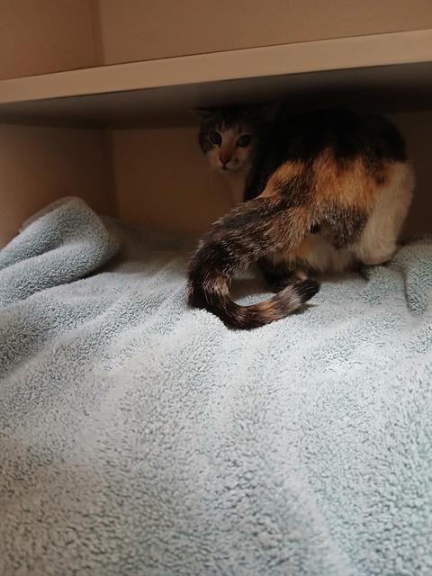 Shelter Stray Female Cat last seen Near BLOCK N FEDERAL BLVD, DENVER CO 80221, Denver, CO 80223