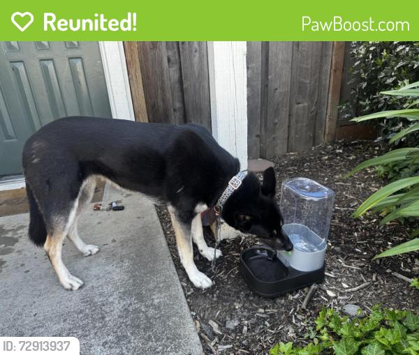 Reunited Unknown Dog last seen Treat blvd and cowell road, Concord, CA 94521