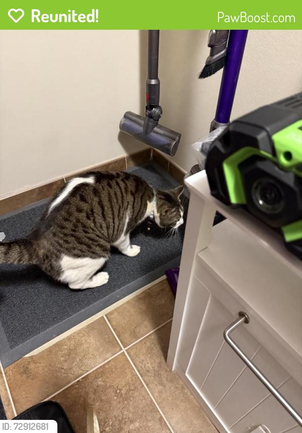 Reunited Male Cat last seen Gramercy, esplanade, Gershon, north Tustin, ca, North Tustin, CA 92705