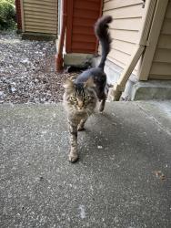 Found/Stray Male Cat last seen Pavilion apmts, Federal Way, WA 98023