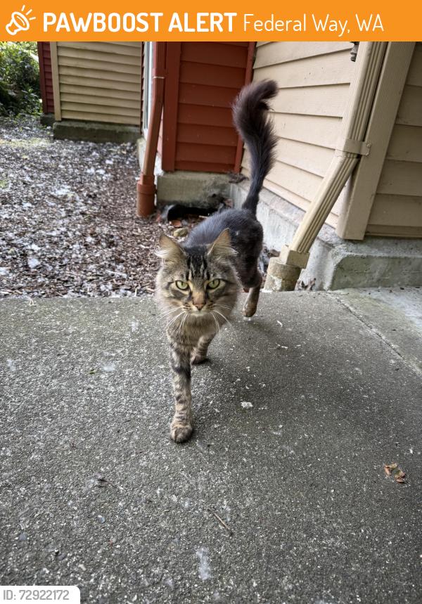 Found/Stray Male Cat last seen Pavilion apmts, Federal Way, WA 98023