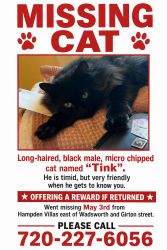 Lost Male Cat last seen Hampden and wadsworth , Lakewood, CO 80227
