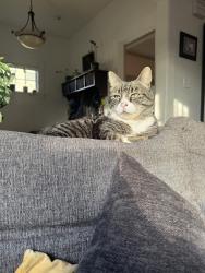 Lost Male Cat last seen At home, 3214 34th ave south Seattle WA, Seattle, WA 98144