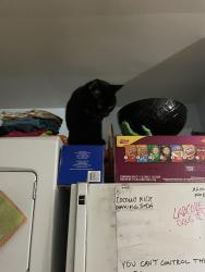 Reunited Male Cat last seen Carmel Rd, Richmond, VA 23228