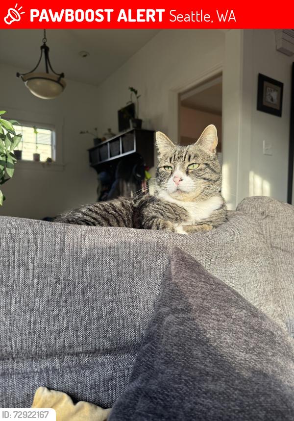 Lost Male Cat last seen At home, 3214 34th ave south Seattle WA, Seattle, WA 98144