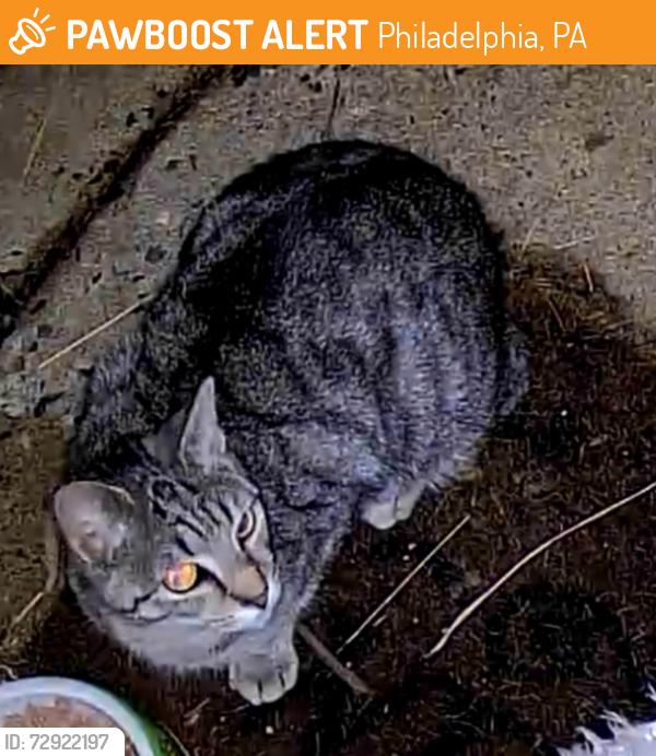Found/Stray Unknown Cat last seen Cottman st, Philadelphia, PA 19111