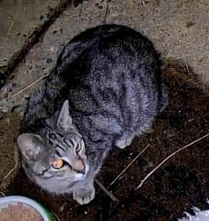 Found/Stray Unknown Cat last seen Cottman st, Philadelphia, PA 19111