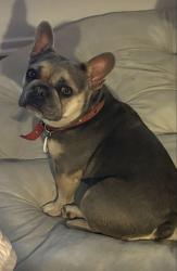 Lost Female Dog last seen Deep Canyon, Palm Desert, CA 92260
