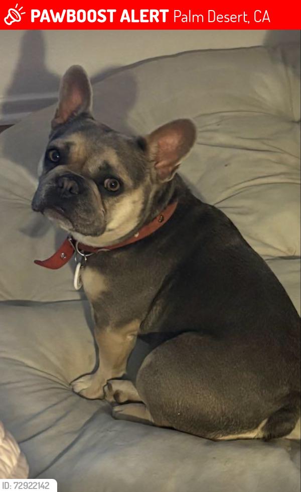 Lost Female Dog last seen Deep Canyon, Palm Desert, CA 92260