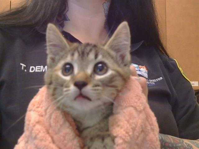 Shelter Stray Female Cat last seen RUTHWOOD WY/RAMWOOD WY, 95662, Sacramento, CA 95827