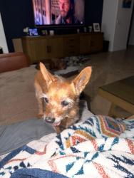 Reunited Female Dog last seen democracy and Chateau Clermont, Henderson, NV 89044