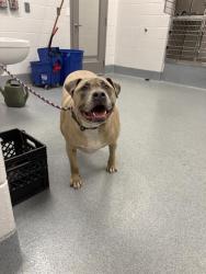 Shelter Stray Male Dog last seen Near , Indianapolis, IN 46221