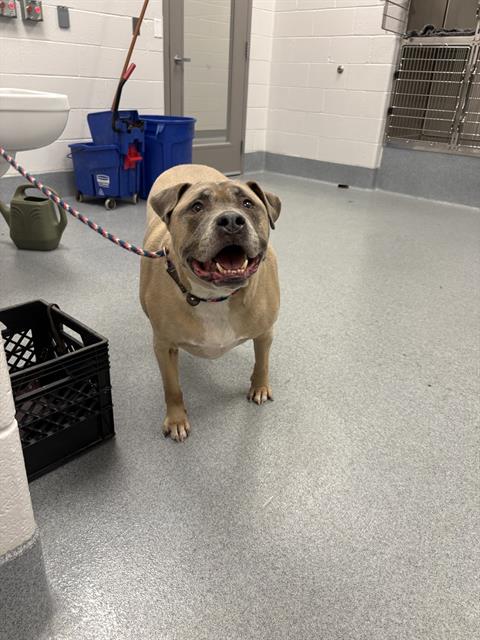 Shelter Stray Male Dog last seen Near , Indianapolis, IN 46221