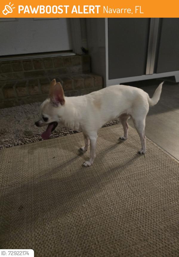 Found/Stray Unknown Dog last seen Nelson Street navarre Florida, Navarre, FL 32566