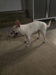 Found/Stray Unknown Dog last seen Nelson Street navarre Florida, Navarre, FL 32566