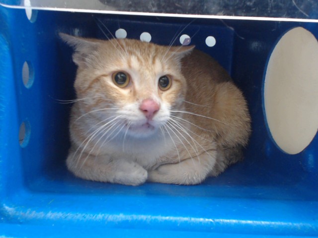 Shelter Stray Male Cat last seen , 2769 Conroy Rd, Orlando, FL 32839, USA