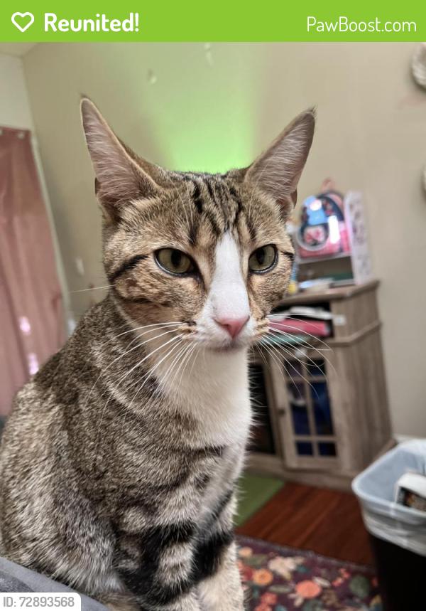Reunited Female Cat last seen Tortilla flts shopping center, Rio Vista, CA 94571