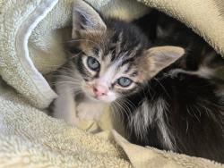 Shelter Stray Female Cat last seen ALTON/JAMBOREE, 6443 Oak Canyon, Irvine, CA 92618, USA