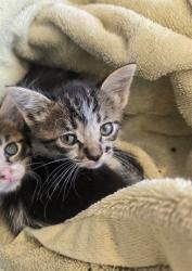 Shelter Stray Male Cat last seen ALTON/JAMBOREE, 6443 Oak Canyon, Irvine, CA 92618, USA