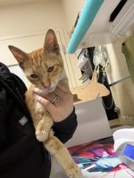Shelter Stray Male Cat last seen Near BLOCK VAN BUREN BLVD, JURUPA VALLEY CA 92509, Jurupa Valley, CA 92509