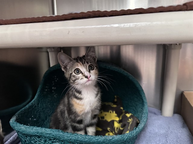 Shelter Stray Female Cat last seen ALTON/JERONIMO, Irvine, CA 92618