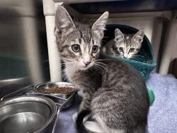Shelter Stray Male Cat last seen ALTON/JERONIMO, Irvine, CA 92618