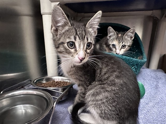 Shelter Stray Male Cat last seen ALTON/JERONIMO, Irvine, CA 92618