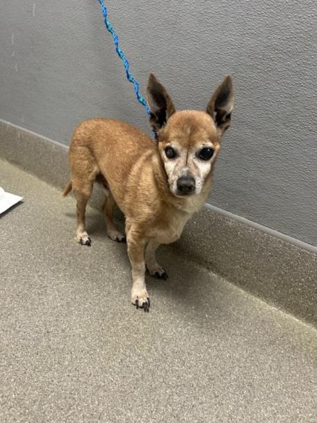 Shelter Stray Male Dog last seen Near BLOCK N NELLIS BLVD, LAS VEGAS NV 89115, Las Vegas, NV 89101