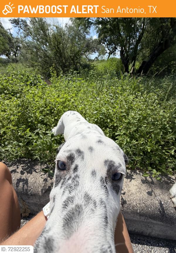 Found/Stray Female Dog last seen northwoods blvd, San Antonio, TX 78232