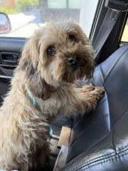 Reunited Female Dog last seen NE 42nd and Killingsworth, Portland, OR 97218