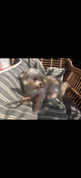 Lost Female Dog last seen Near center lake lane Oviedo , Oviedo, FL 32765