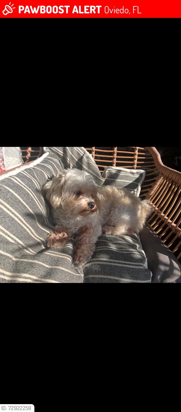 Lost Female Dog last seen Near center lake lane Oviedo, Oviedo, FL 32765