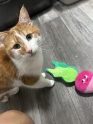 Reunited Male Cat last seen Tyler st and Valencia st near 7-11, Spring Valley, CA 91977
