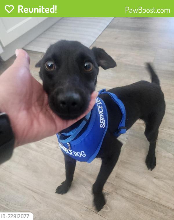 Reunited Male Dog last seen 107th and Peralta Oaks, Oakland, CA 94605