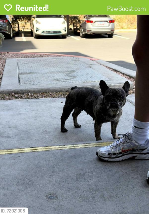 Reunited Female Dog last seen Sunset and durango, Las Vegas, NV 89148