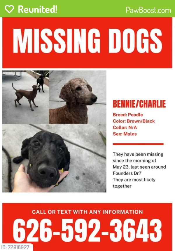 Reunited Male Dog last seen deer haven dr, Chino Hills, CA 91709