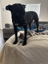 Reunited Female Dog last seen N/A, Crowley, TX 76036