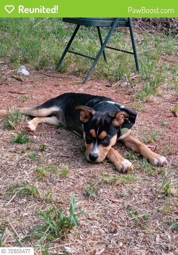 Reunited Female Dog last seen Becky's country grill &store , bostic sunshine dollar general , Bostic, NC 28018