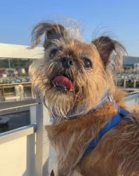 Lost Male Dog last seen Pot Nets Bayside Community, Long Neck, DE 19966