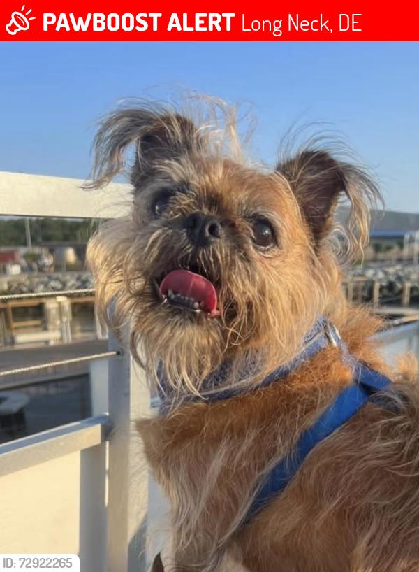 Lost Male Dog last seen Pot Nets Bayside Community, Long Neck, DE 19966