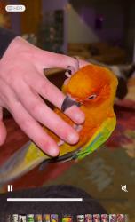 Lost Male Bird last seen Woodlawn, Hwy 90, International Dr., Conway, SC 29526