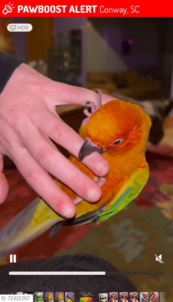 Lost Male Bird last seen Woodlawn, Hwy 90, International Dr., Conway, SC 29526