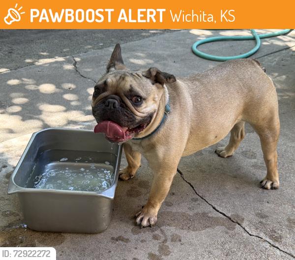 Found/Stray Male Dog last seen 27th street and Millwood, Wichita, KS 67217