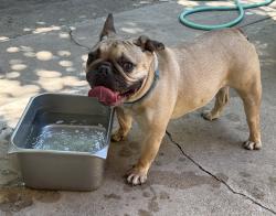Found/Stray Male Dog last seen 27th street and Millwood, Wichita, KS 67217